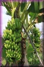 Bananen